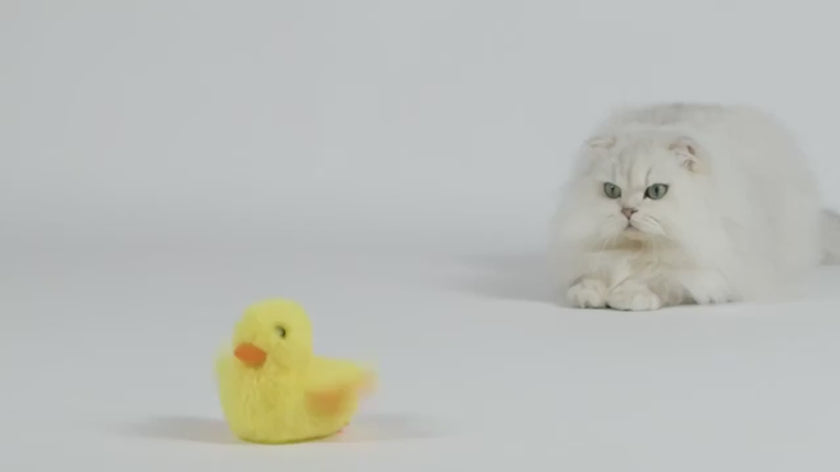 Flapping Duck Cat Toy